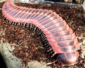 Arthropleura