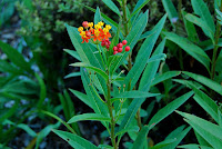 Asclepias curassavica