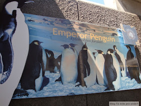 Boulders Beach