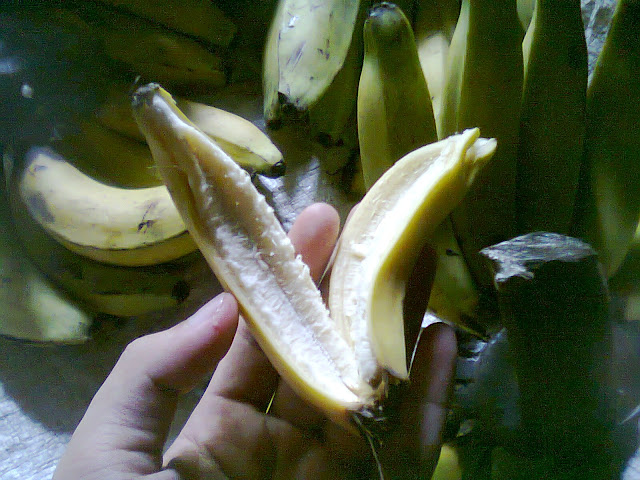 Buah Pisang Yang Dikarbit, Daging Buahnya Tipis dan Kurang Enak