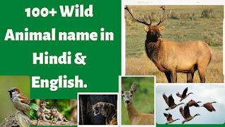 100+ Wild Animals Name Hindi-English | अनोखे जंगली जानवरों के नाम 2023
