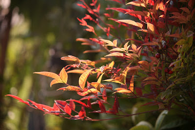 Nandina domestica - Heavenly bamboo care and culture