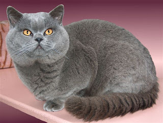 British Shorthair Cat Picture
