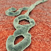  Ebola Virus Disease Information