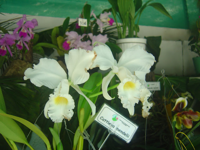 ORQUIDEA CATLEYA MENDELLI 