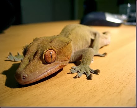 Amazing Animal Pictures crested geckos (10)