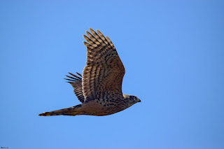 azor-común-accipiter-gentilis-