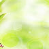 green leaves and dewdrops PPT backgrounds