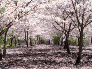  Foto  Foto  Bunga  Sakura  2014