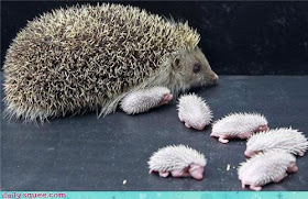 Mama & Baby Hedgies