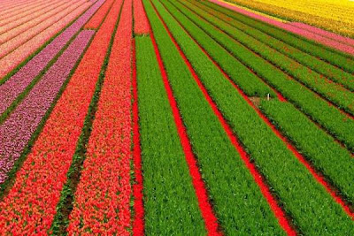 Tulip fields Netherlands