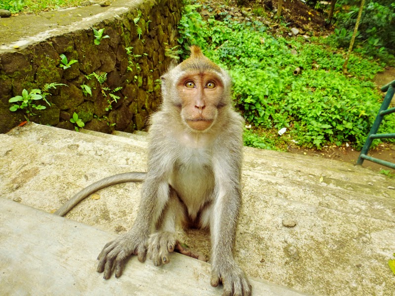 Bali - Monkey Business in Ubud Edition