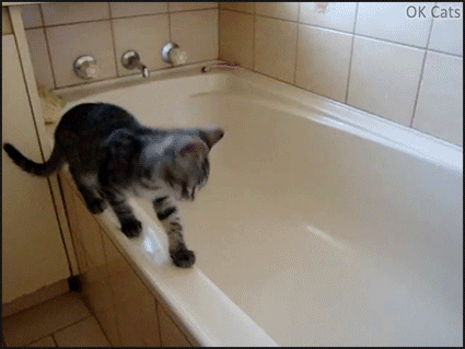 Funny Kitten GIF • Kitten falls into bathtub and tries like crazy to get out of the tub. HALP! [ok-cats.com]