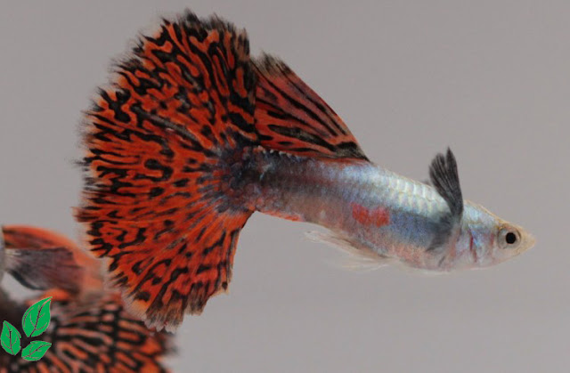 Jenis Guppy Red Mozaic