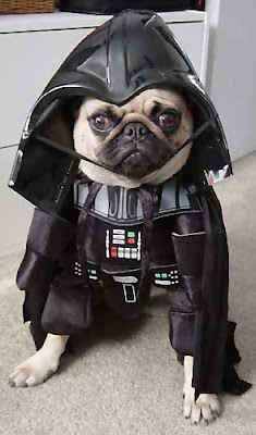 12 Creative and Unusual Dog Costumes (12) 6