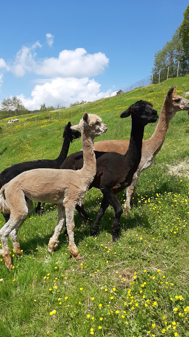 alpaca