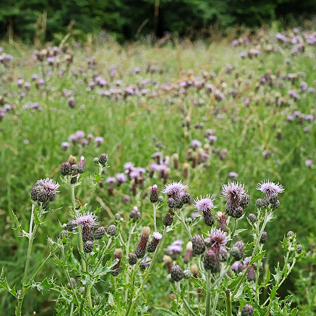 Meadow full of creeping thistles