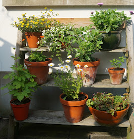 my tiered garden - wwwgrowourown.blogspot.com