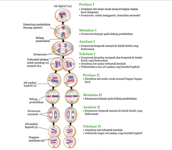 Pembelahan Meiosis