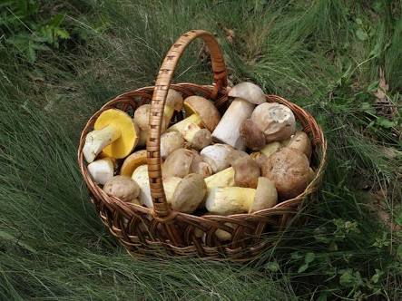 Mushroom (Agaricus campestris) من/كماة