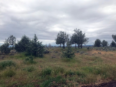 Cow Canyon Rest Area Landscape