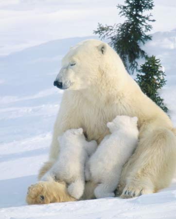 pictures of polar bears and cubs. Polar Bear Cubs Picture