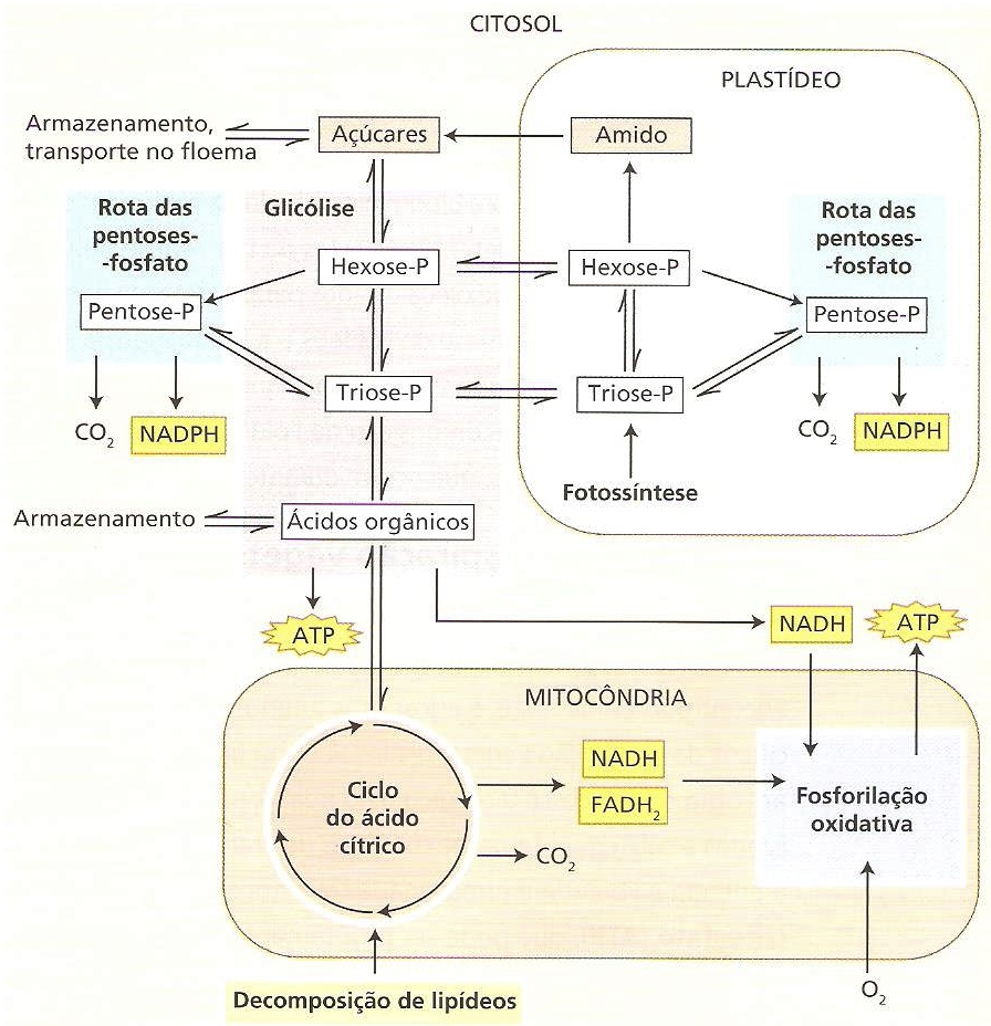 Resultado de imagem para glicolise nas plantas