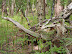 Tangled wood in Captains Wood