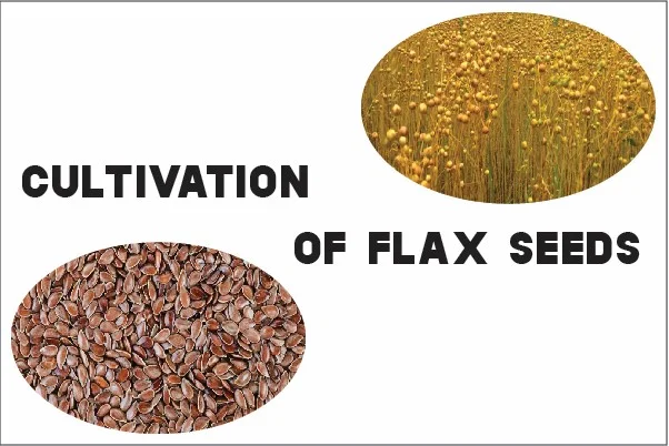 how flax seeds are grown, how are flax seeds harvested, flaxseed cultivation, can i grow flax seeds