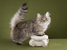 Foto Kucing Napoleon