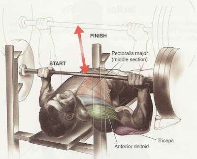 Bench Press – Flat