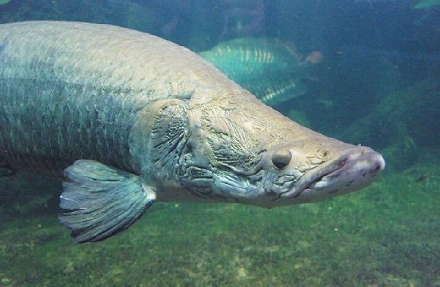 Gambar Ikan Arapaima Gigas Terbesar Berbahaya dapat Makan 