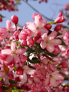 crab apple blossom photo