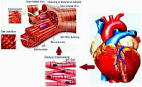 Pengertian, Fungsi dan Ciri-Ciri Otot Jantung