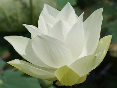 Lotus Flower Stills