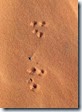 Coral Pink Dunes Animal Sanc 003 (91)