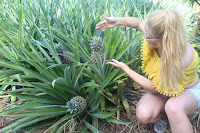 Pineapple Fields in Moorea