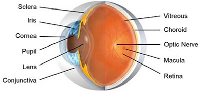 Eye Problems Overactive Thyroid : Computer Eye Strain