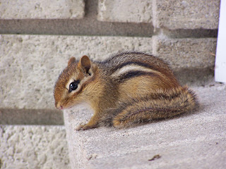 How to Get Rid of Chipmunks Fast