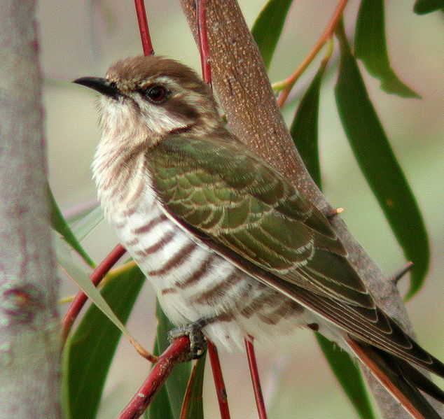 Cuckoo Bird Toy