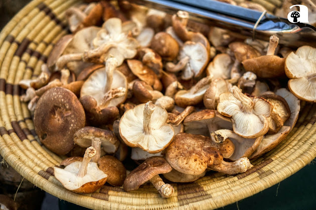shiitake mushroom_1
