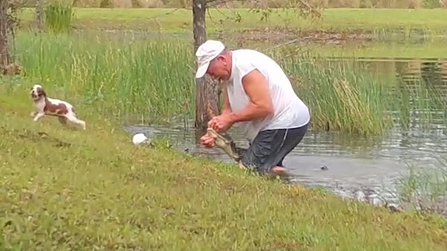 Pria Florida bergulat dengan buaya untuk menyelamatkan anak anjing berusia 3 bulan, videonya viral - Bengkelhoki