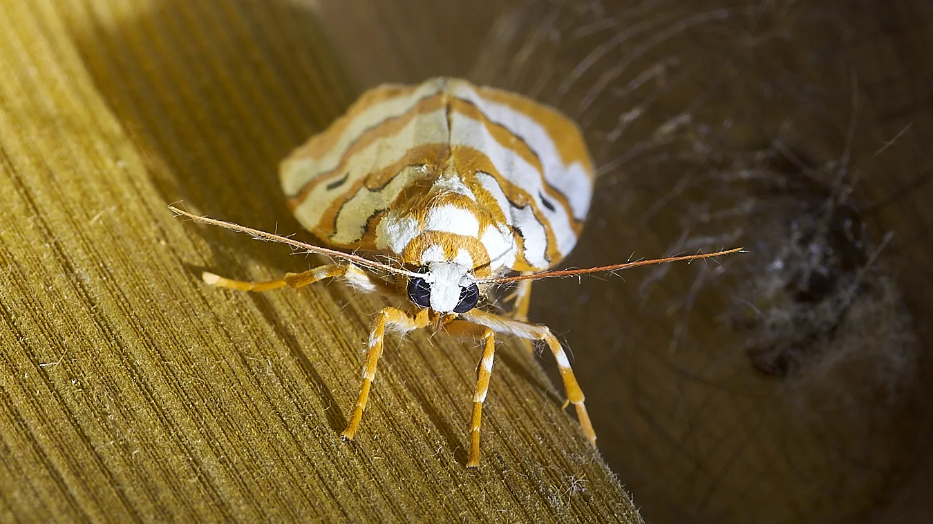 Orange and white moth alongside a caged pupa. Interesting