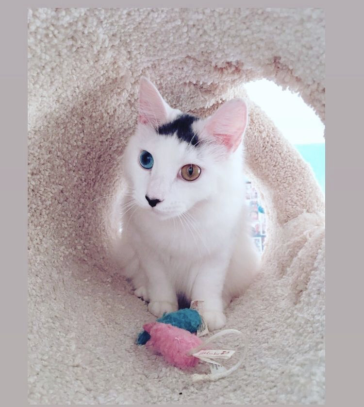 BONITA