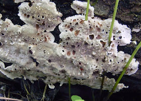 holes made guttation Inonotus glomeratus