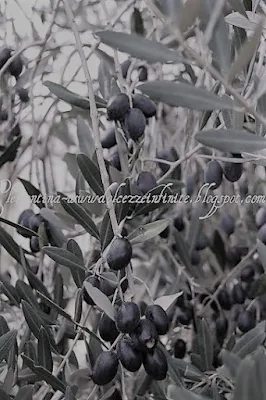 Ramo di olive fotografia in bianco e nero, Puglia.