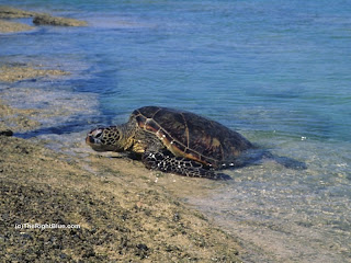 Hawaiian green sea turtle (Chelonia mydas)