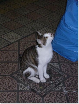 P4200692 (Small)