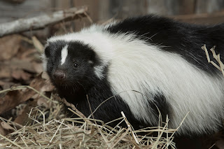 The Striped Skunk learn all what you need from skunks about types, informations and description
