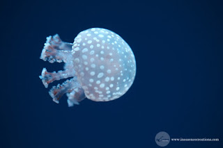 Australian Spotted Jellyfish, Ripley's Aquarium - Toronto, Ontario, Canada